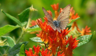 Gray Copper