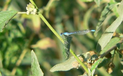 probable Arroyo Bluet, Corrales Bosque, NM