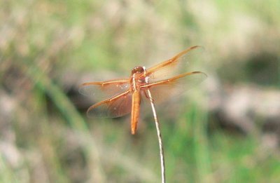 Flame Skimmer, Corrales Bosque, NM
