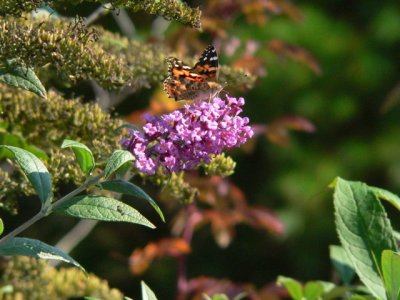 Painted Lady
