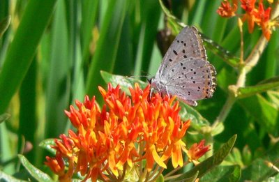 Gray Copper