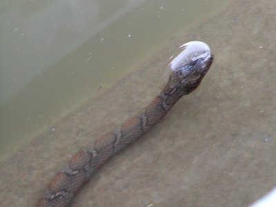 N Water Snake
Nerodia sipedon sipedon
Maryland
MAH