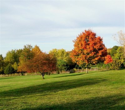 Autumn Afternoon
home