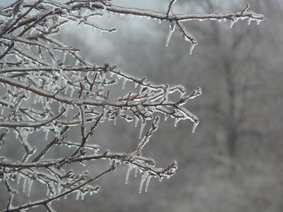 Ice Storm Images, Feb 2007