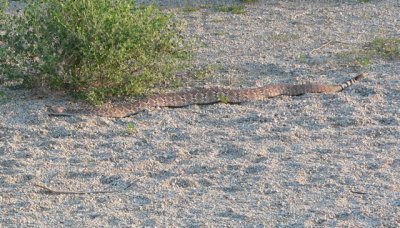 W Diamondback Rattlesnake
Crotalus atrox
Embudo Canyon, Albuquerque NM