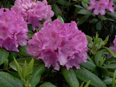 Ken's Rhododendrons