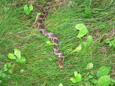 several year old Fox Snake
Pantherophis vulpina
