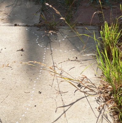 Snail Trails, Albuquerque, NM