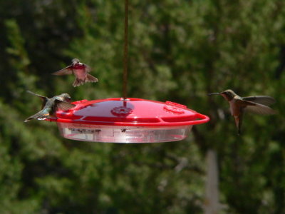 probable female Rufous, 
male Calliope [middle], and
male Rufous Hummingbird [right]
Manzanos Mts NM