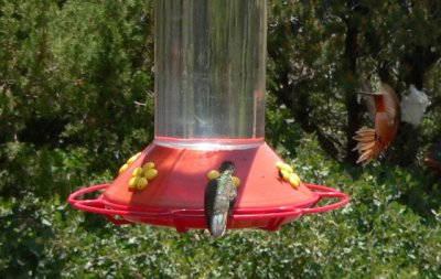 male Rufous [left]
Manzanos Mts NM