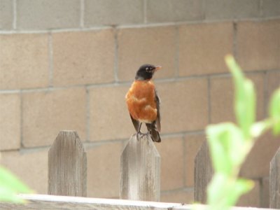 male Am Robin
central Albuquerque NM
many of the robins in the area around the yard had white spots on their breast