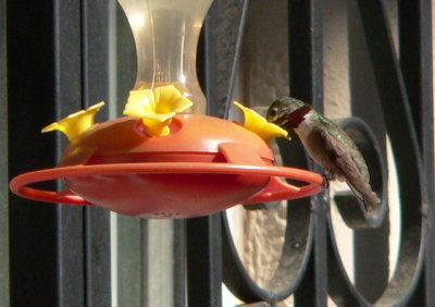 Callioppe Hummingbird
central Albuquerque NM