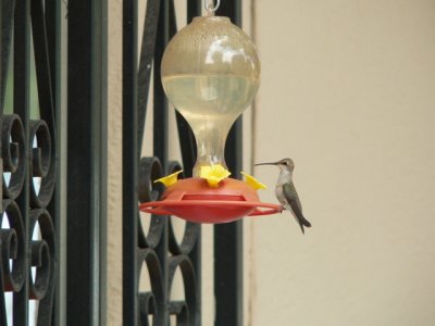 ?female Black-chinned Hum?
central Albuquerque NM