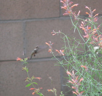 unknown hummingbird
note dark 'mask'
central Albuquerque NM