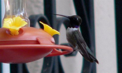 male Black-chinned Hum
central Albuquerque NM
these were the jumpiest of all the birds in the yard.