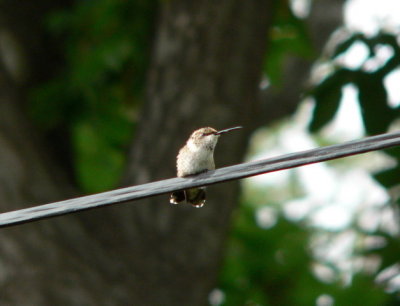 female hummingbird
central Albuquerque NM