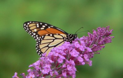 Monarch