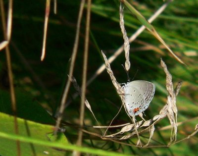 E Tailed Blue