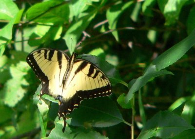 E Tiger Swallowtail