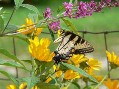 E Tiger Swallowtail