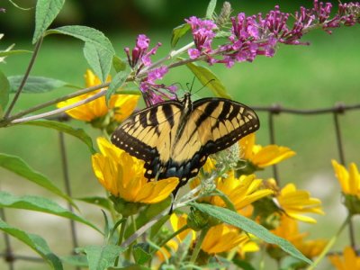 E Tiger Swallowtail