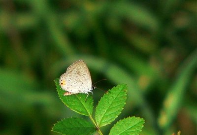 faded, tailless E Tailed Blue