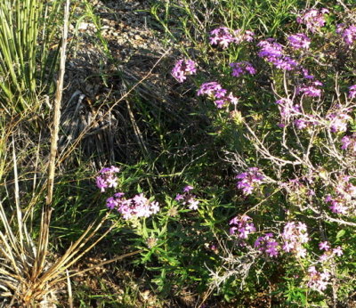 Pink vervain
Glandularia bipinnatifida