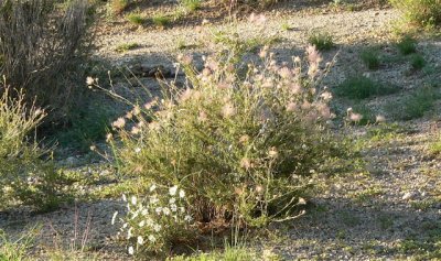 Apache Plume, Fallugia paradoxa and ~Blackfoot, Melampodium leucanthum [white]