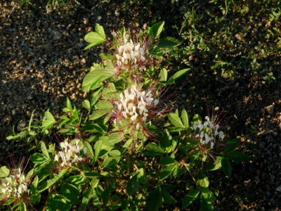 Clammyweed, Polanisia dodecandra