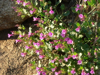 Four-o'clock, Mirabilis multiflora