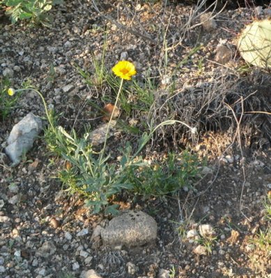 Desert Marigold, Baileya multiradiata