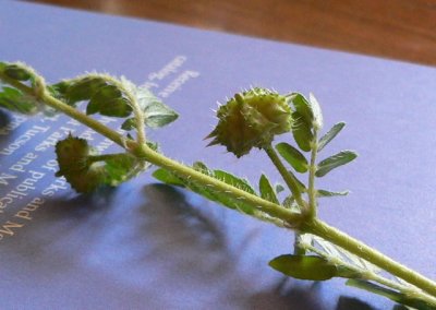 Goatshead or Puncturevine
(Tribulus terrestris)
a truly nasty weed