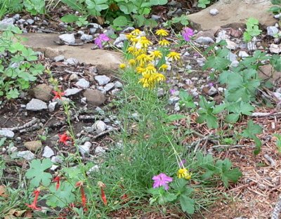 Senecio sp. [Yellow]
Wild Geranium
Scarlet gilia