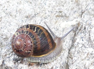 Snails