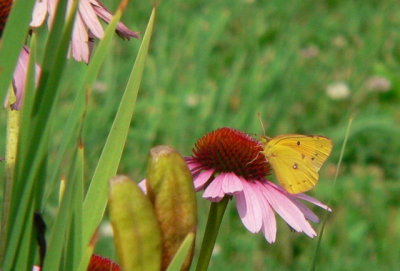 Orange Sulphur