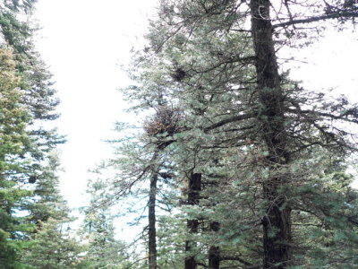 'witched' branches
Sandia Mts