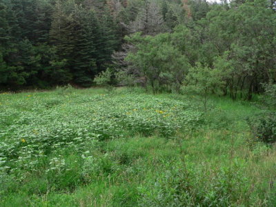 near Capulin Springs
Sandia Mts