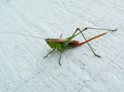 probably a female Straight-lanced Katydid