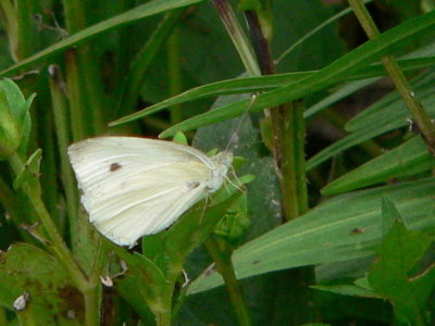 Cabbage White