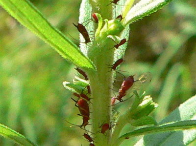 P1080003_1.jpg