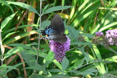 female black-phased 
E Tiger Swallowtail