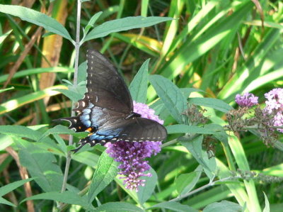 female black-phased 
E Tiger Swallowtail