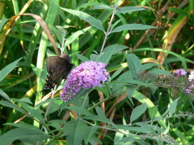 female black-phased 
E Tiger Swallowtail