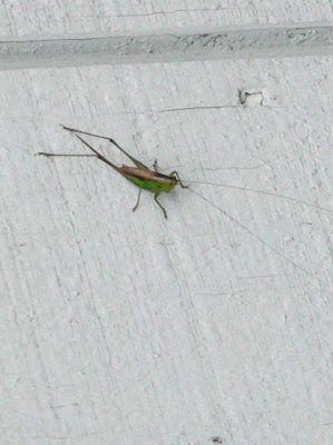 probably a female Straight-lanced Katydid