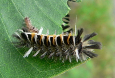 Milkweed Tussock Moth larva
About 20 of these and 
2 monarch larva were on the top of a single milkweed.
