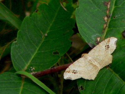 unidentified moth