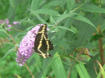 Giant Swallowtail
not so good photo, but the best I have