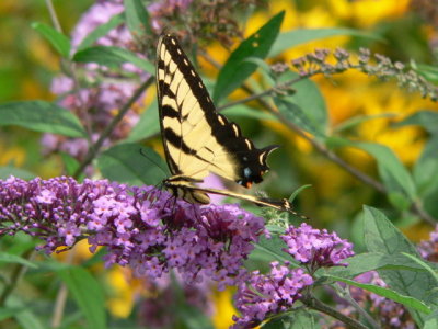 E Tiger Swallowtail
