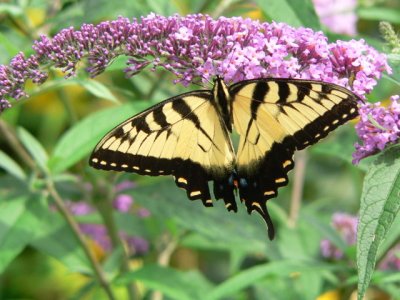 E Tiger Swallowtail