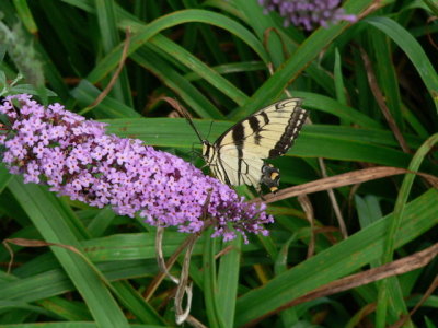 E Tiger Swallowtail
underwings